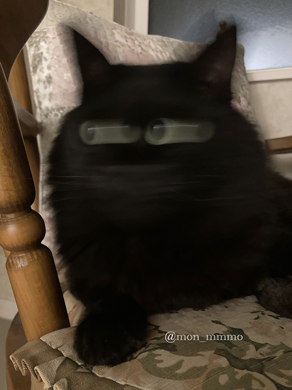 黒猫の写真