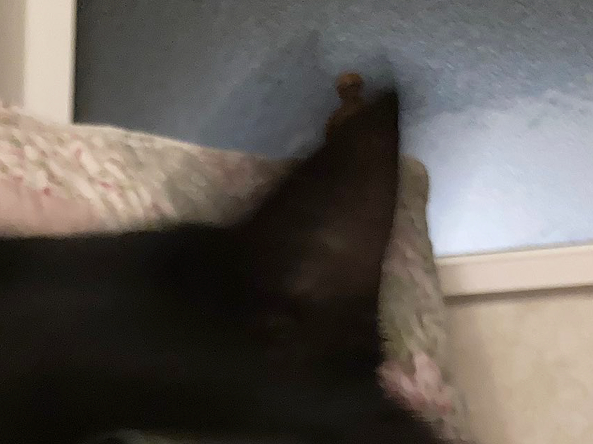 黒猫の写真