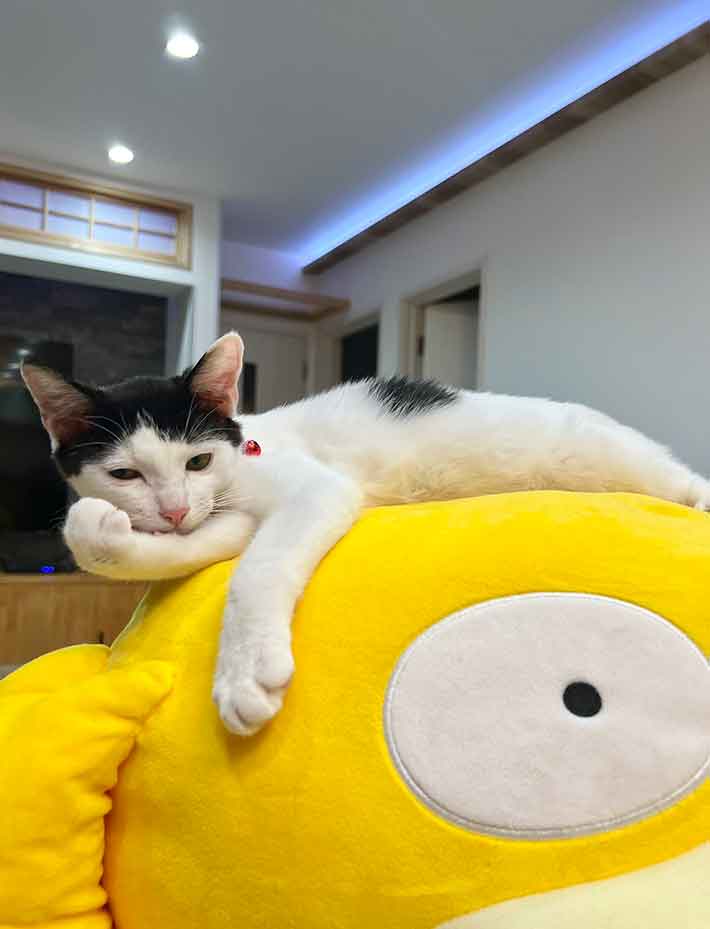 猫の写真