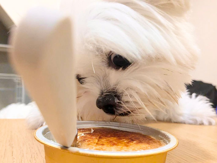 犬のチーズちゃんの写真