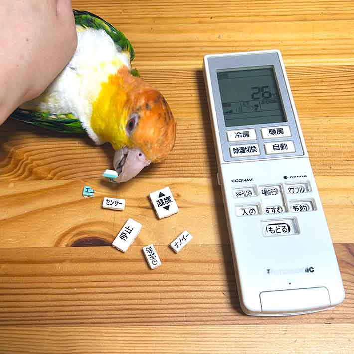 インコとリモコンの写真