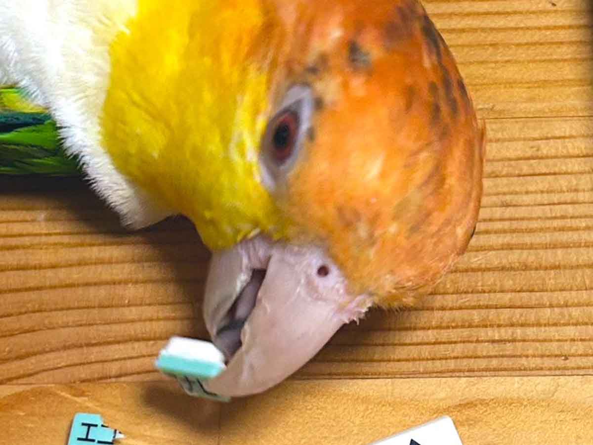 インコとリモコンの写真