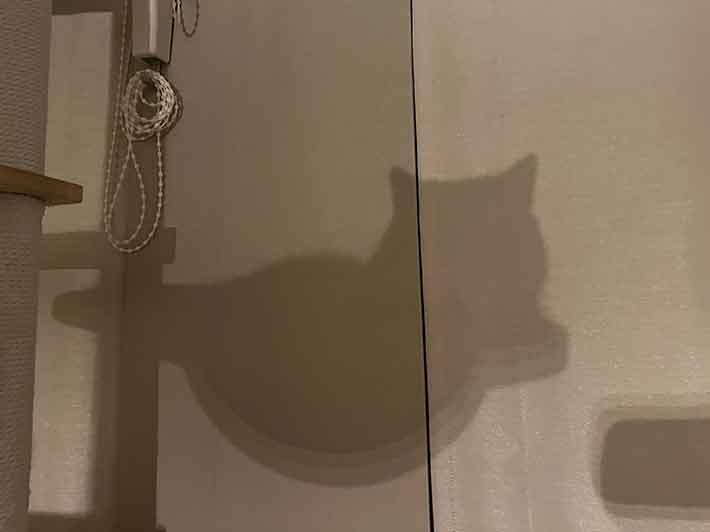 猫の影の写真