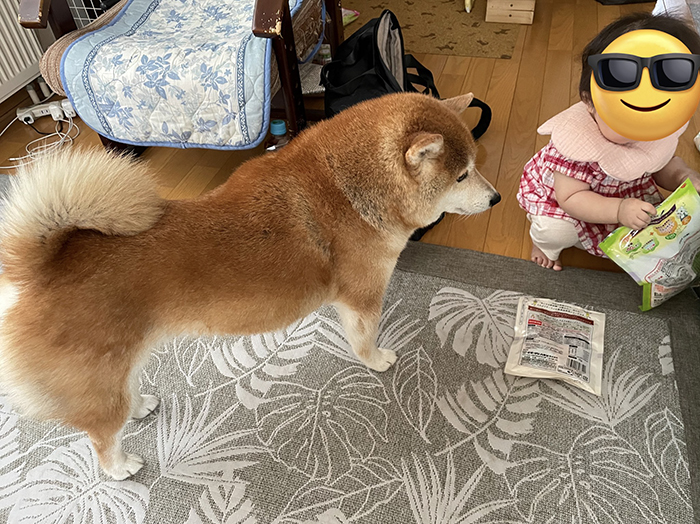 女の子と柴犬の写真