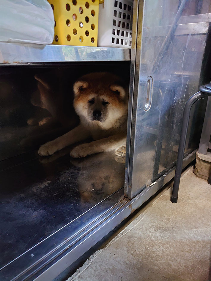 秋田犬の写真