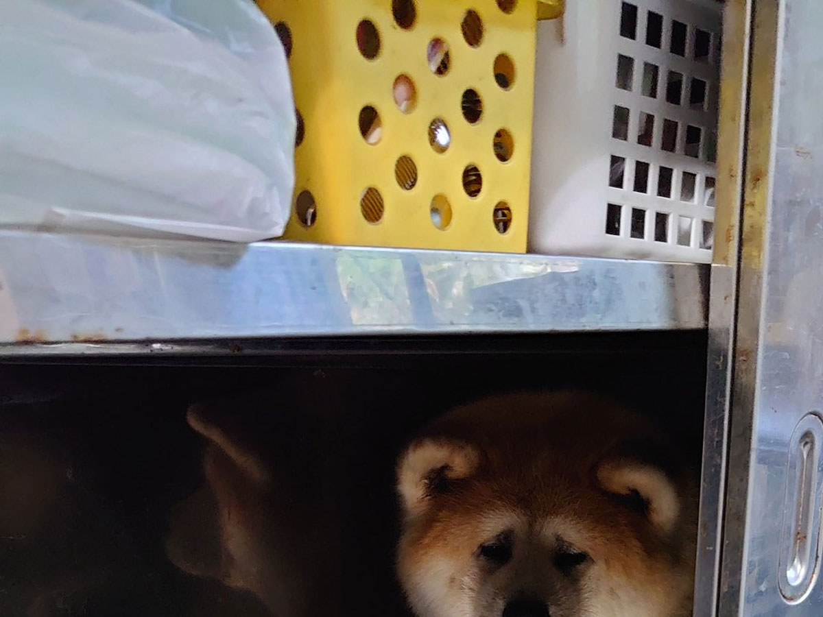 秋田犬の写真