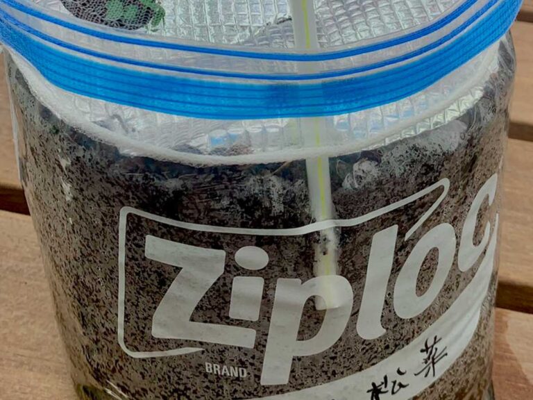 家庭菜園