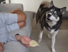 チーズ食べたい犬