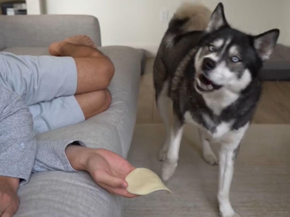 チーズ食べたい犬