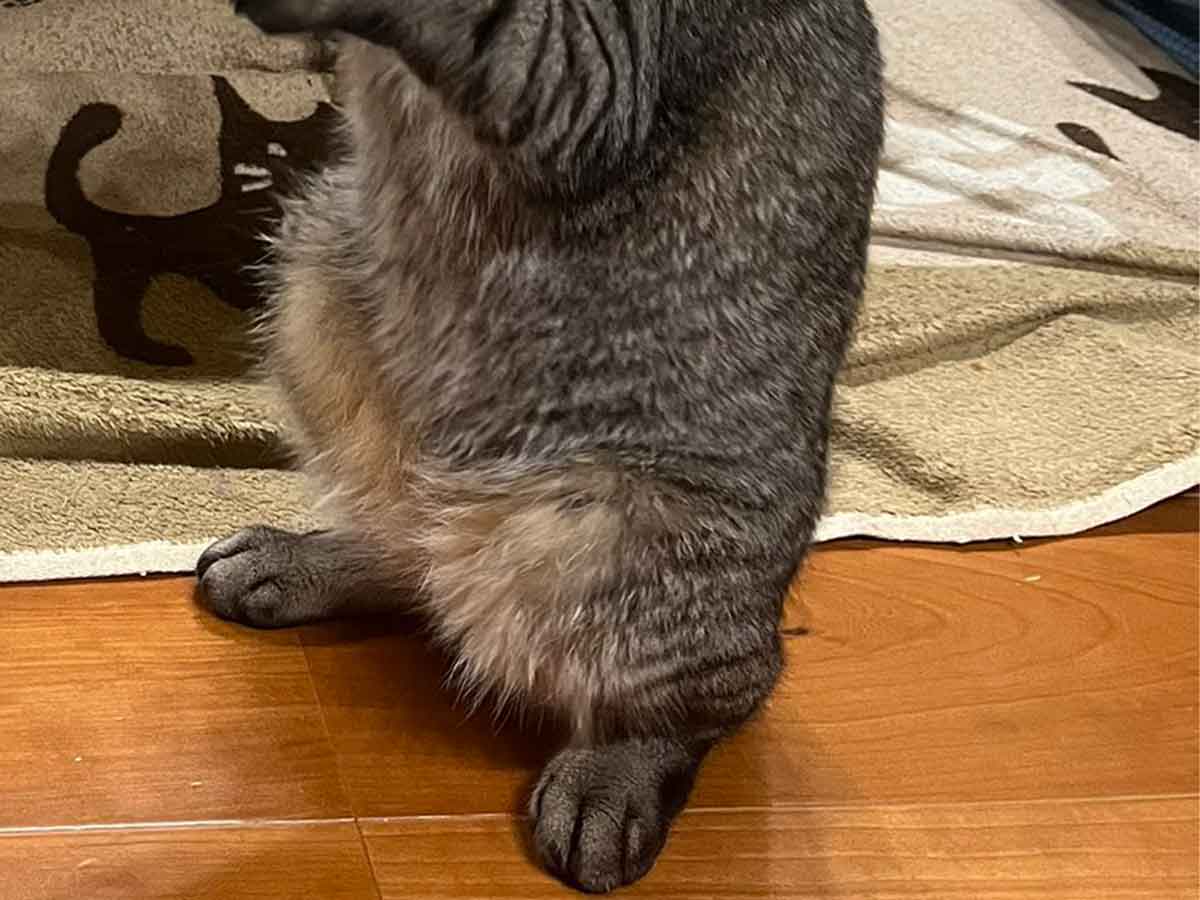 猫の写真