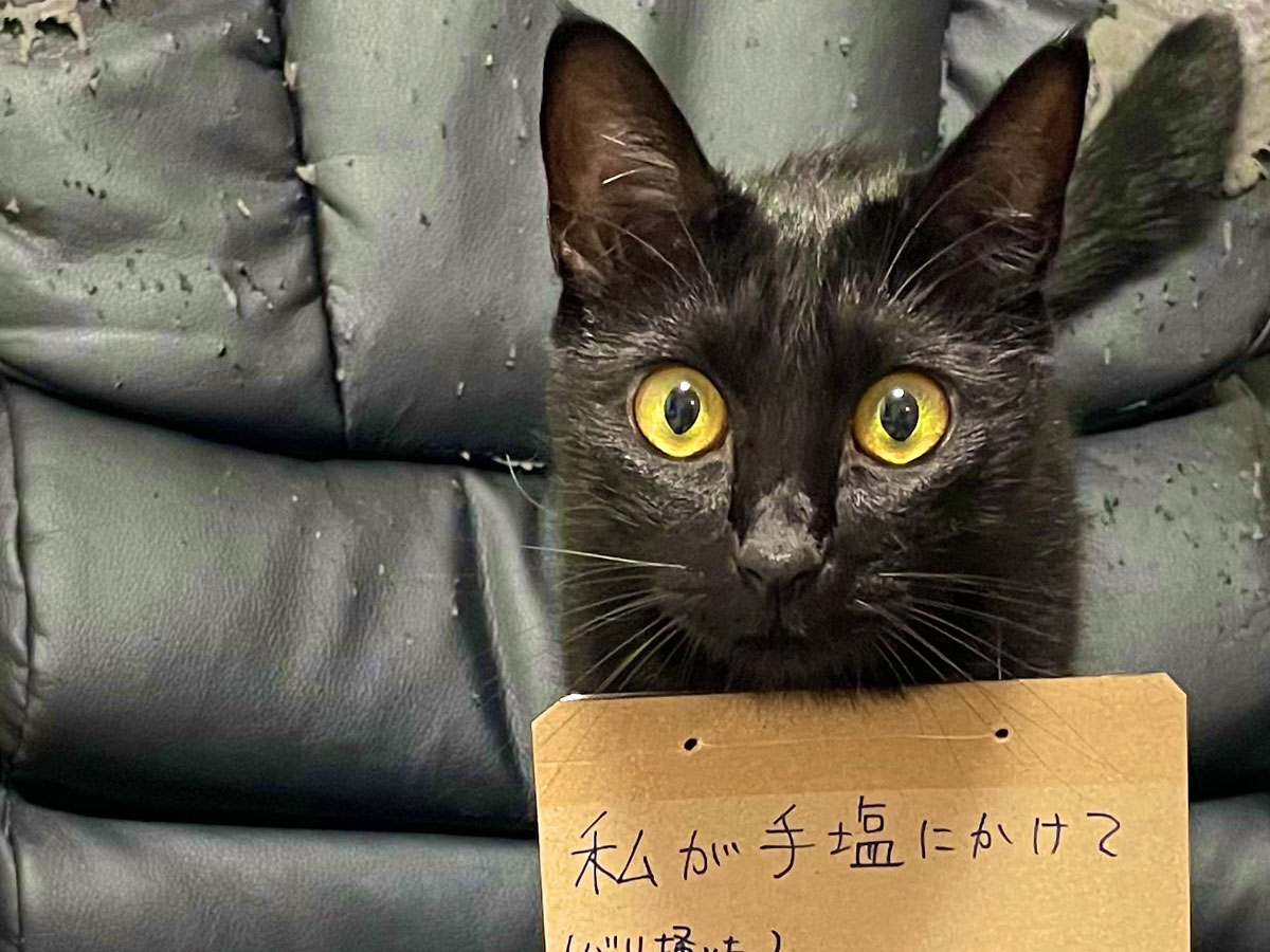 猫の写真