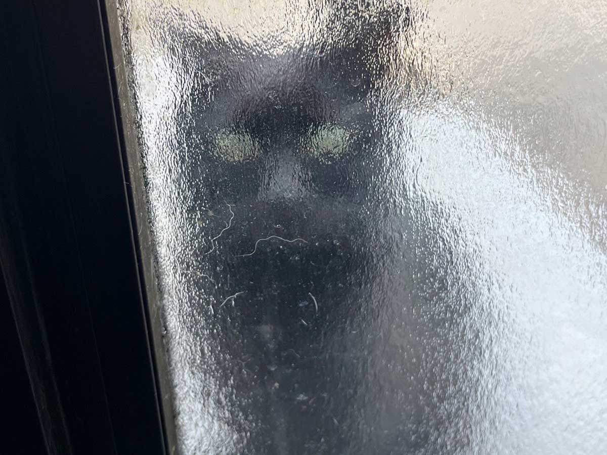 猫の写真