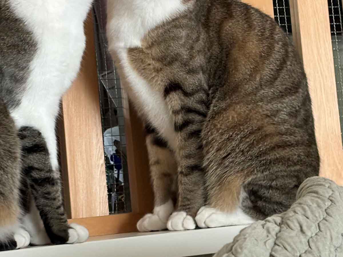 猫の写真