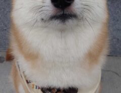 柴犬の写真