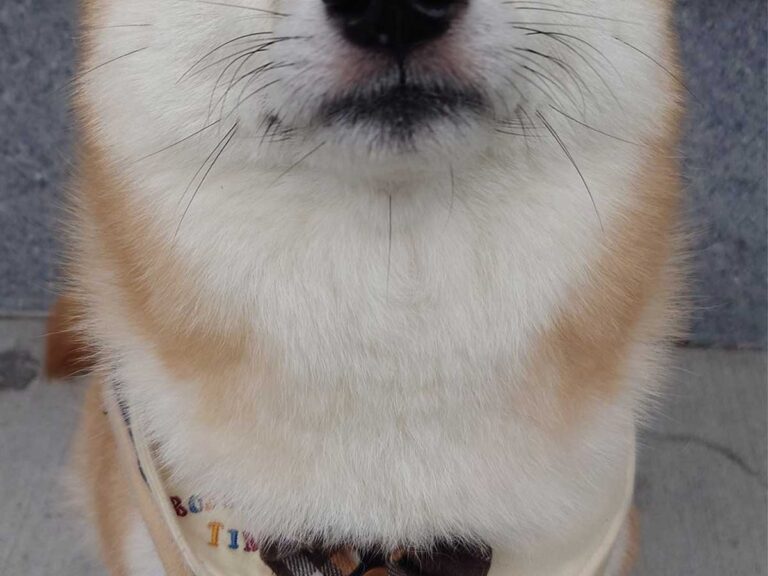 柴犬の写真