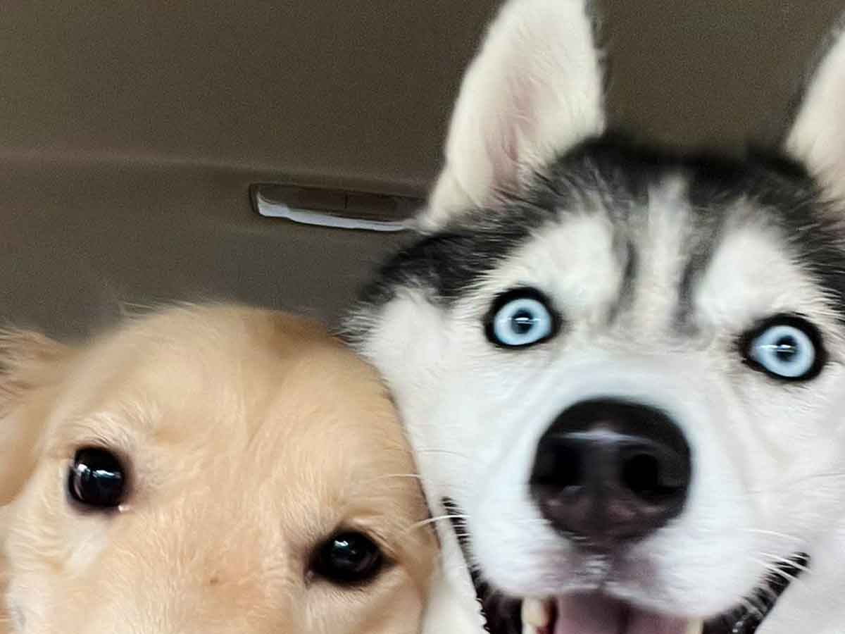 犬の写真