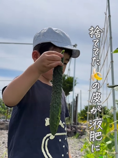 元気に育ったキュウリ