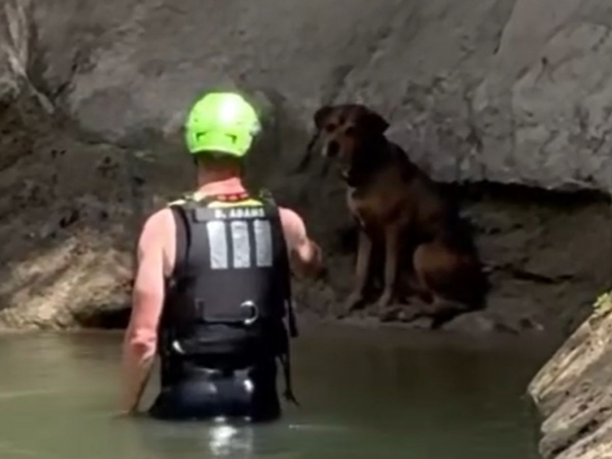 犬を助ける消防士