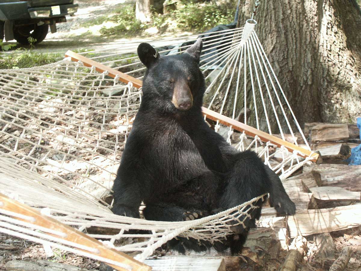 クマとハンモック