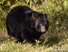 クマの写真