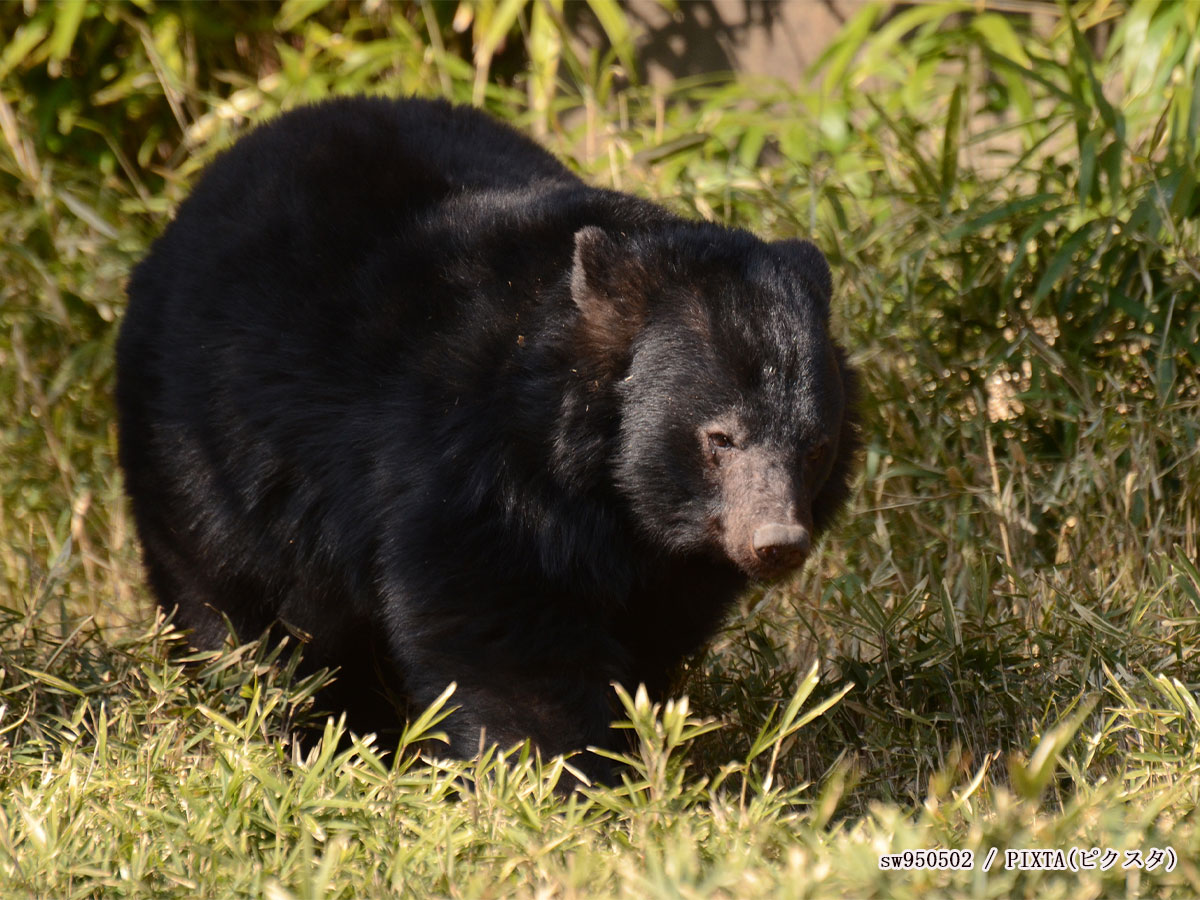 クマの写真