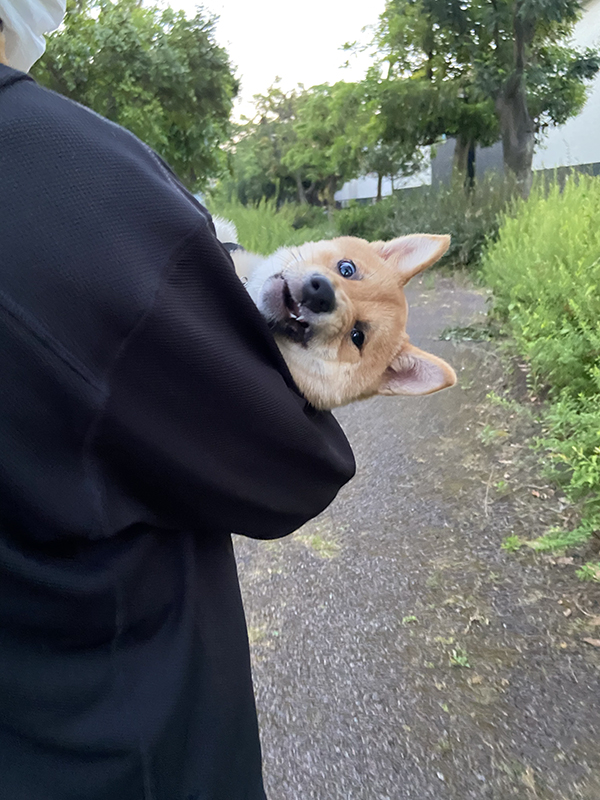 柴犬の写真