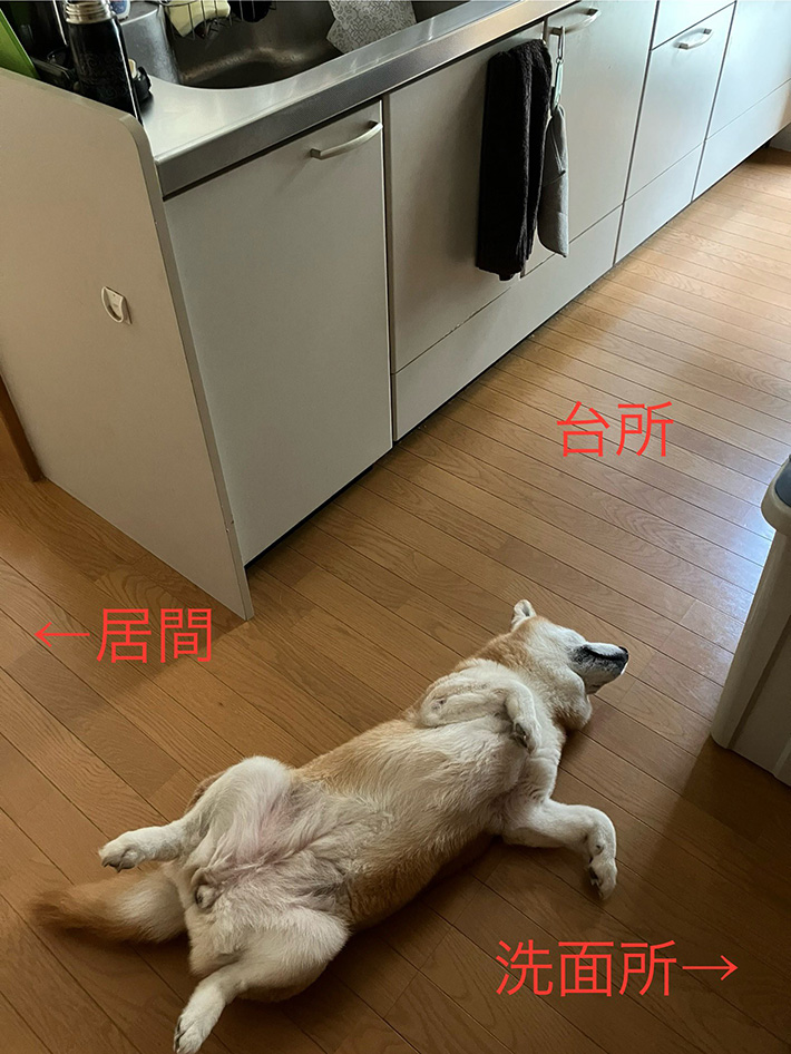 犬の写真