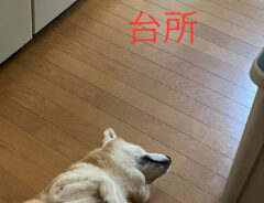 犬の写真