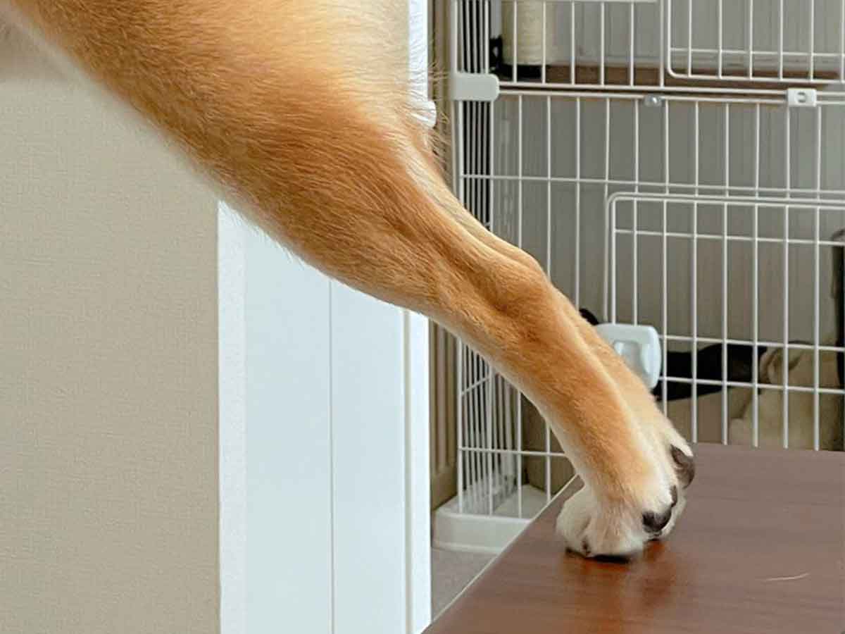 柴犬の写真