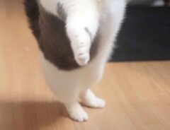 猫の写真