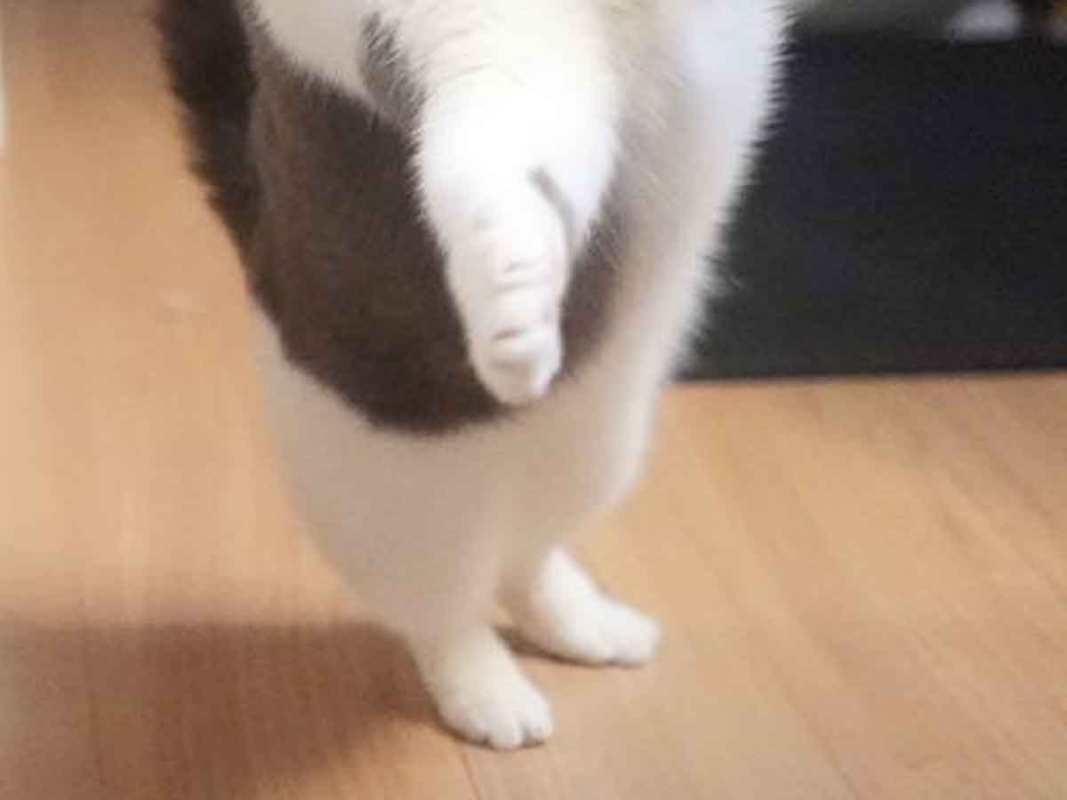 猫の写真