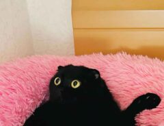 猫の写真