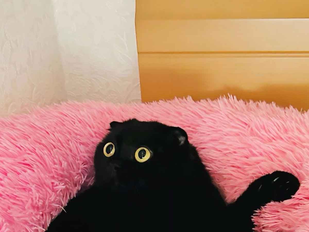 猫の写真