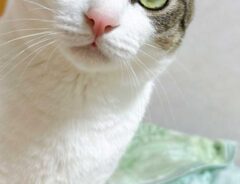 飼い主「邪魔すぎる」　愛猫を待ち受け画面にしたら…「吹き出した」「主張が強い」