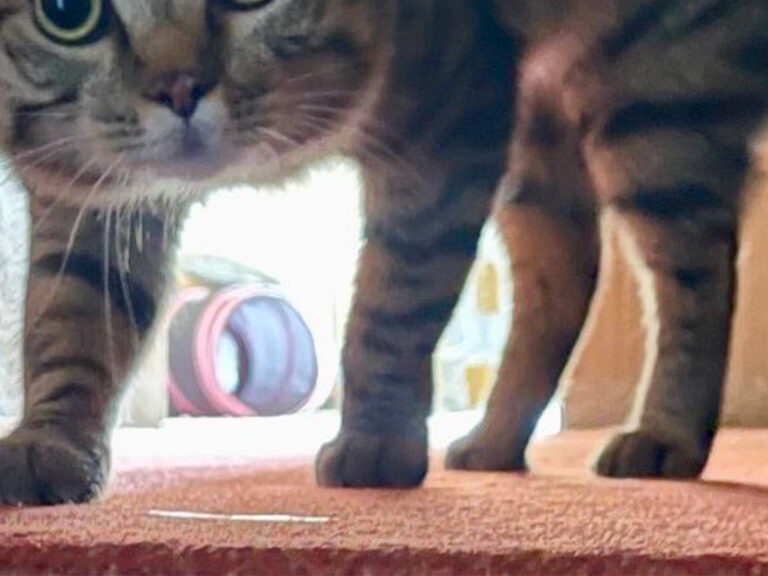 実家に帰ってきた妹を見た猫「やんのか！」 絵に描いたような姿が