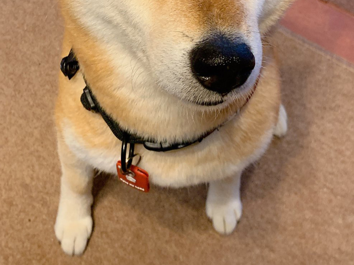 柴犬の写真