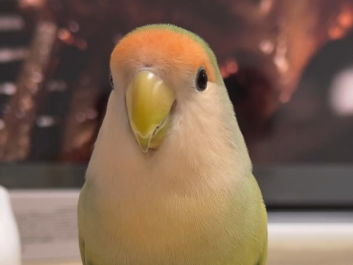 インコの写真