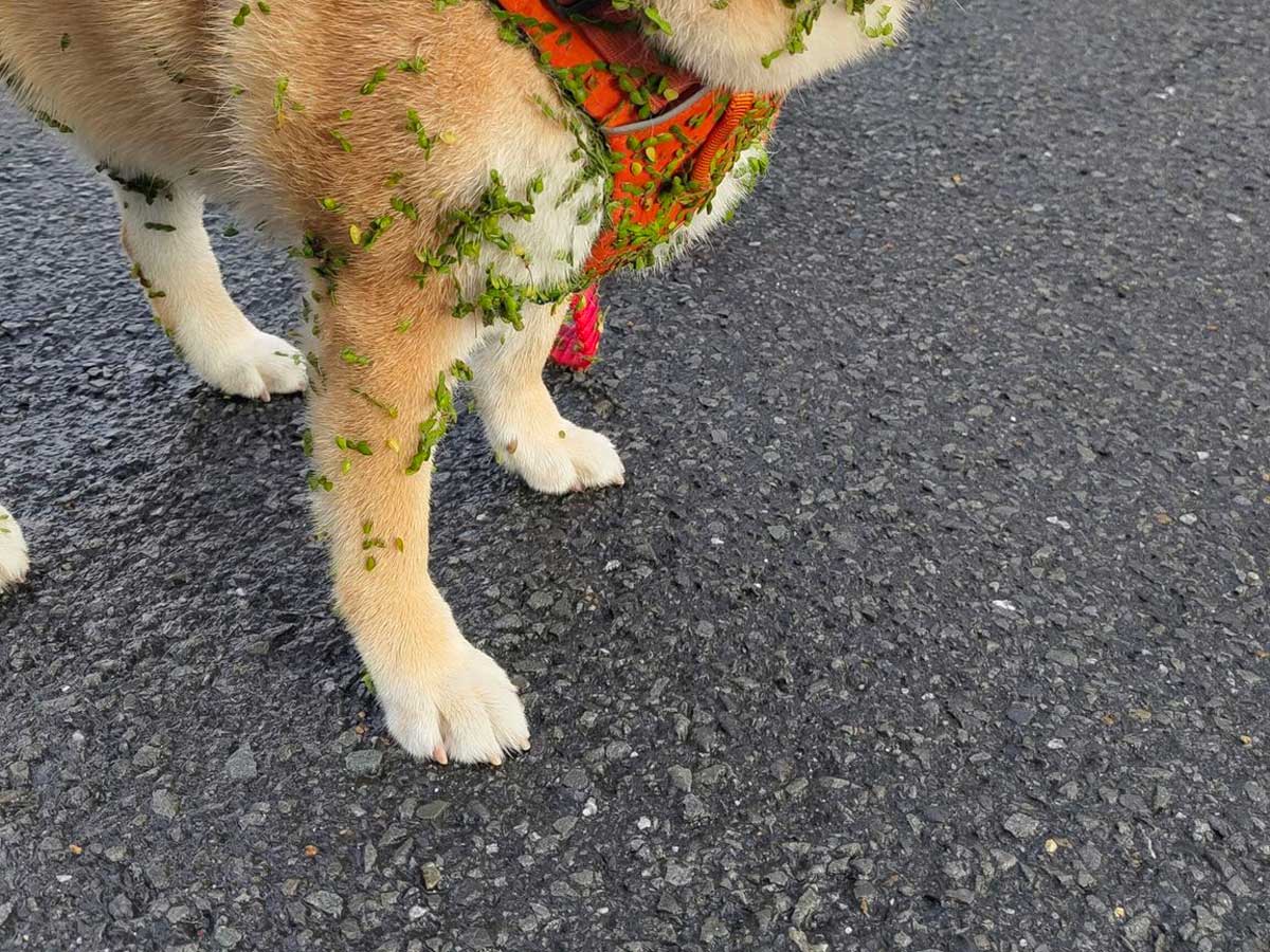 柴犬の写真