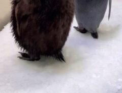 来場者が急増！　水族館で誕生したペンギンのヒナが人気者になったワケは？