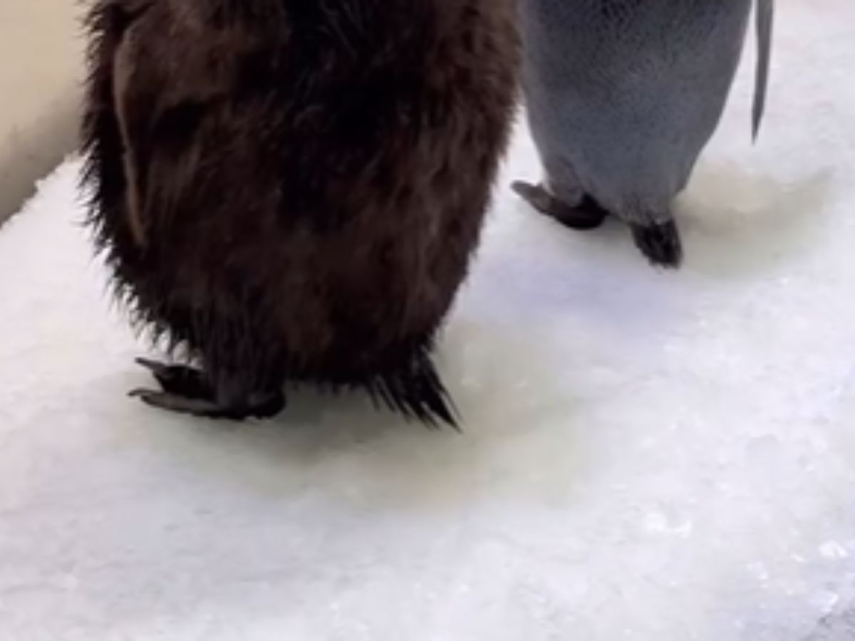 ペンギンの赤ちゃん