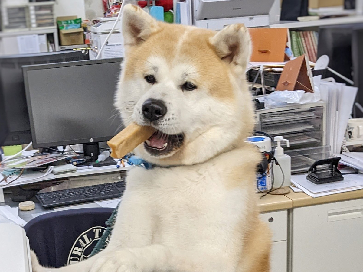 秋田犬の写真