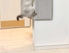 猫の画像