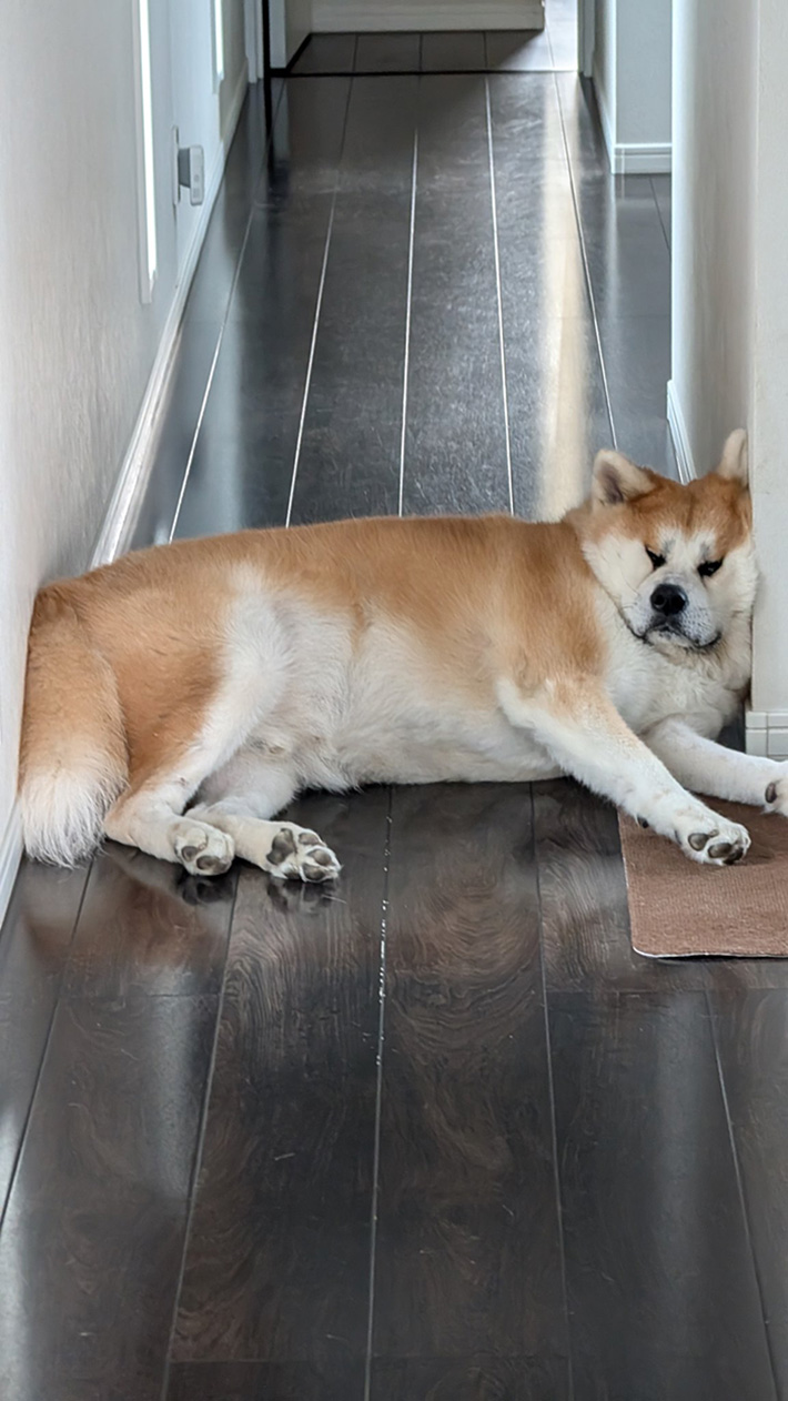 秋田犬の写真