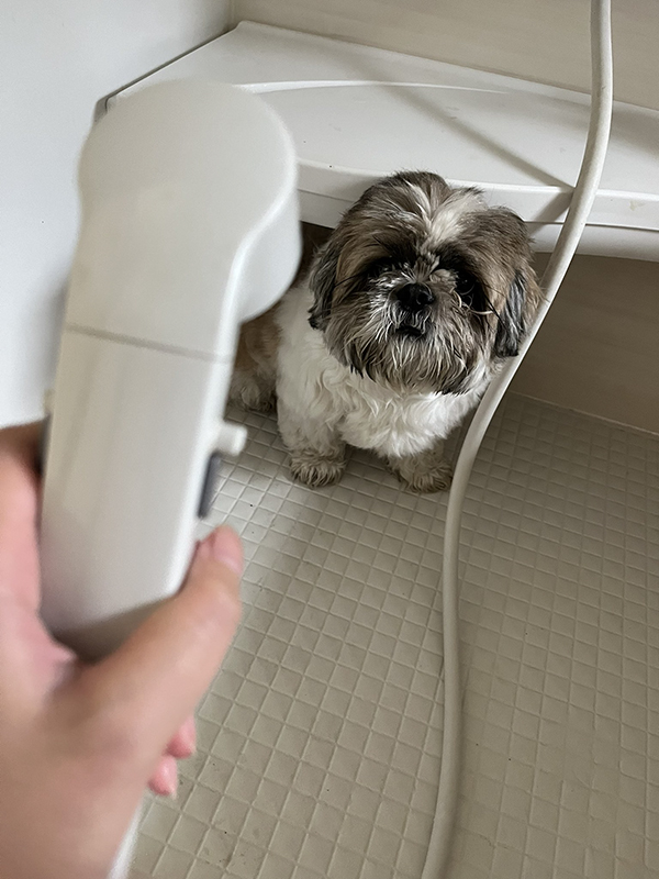 犬の写真