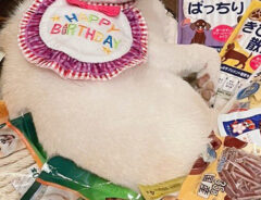 飼い主（@go20597673）さんが投稿した、１２歳の誕生日の白柴のゆきちゃん