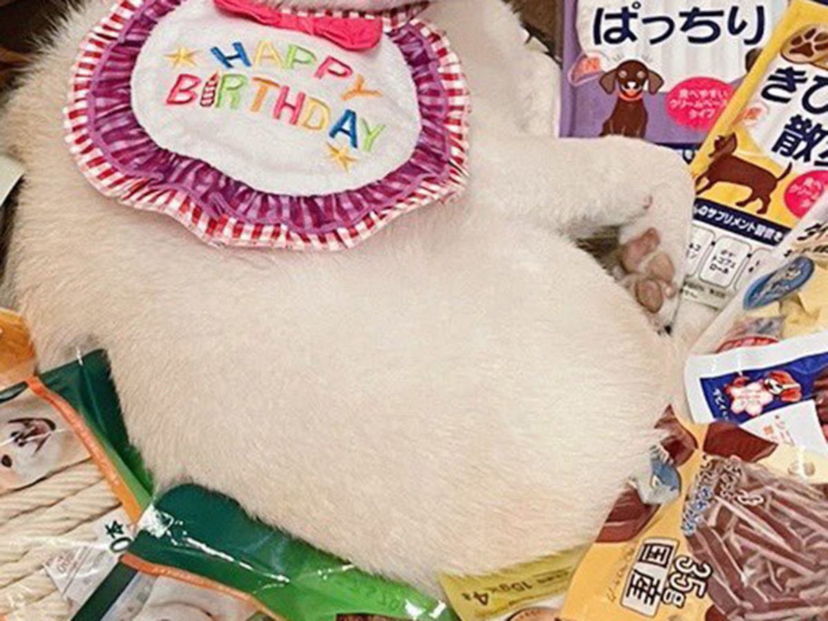 飼い主（@go20597673）さんが投稿した、１２歳の誕生日の白柴のゆきちゃん