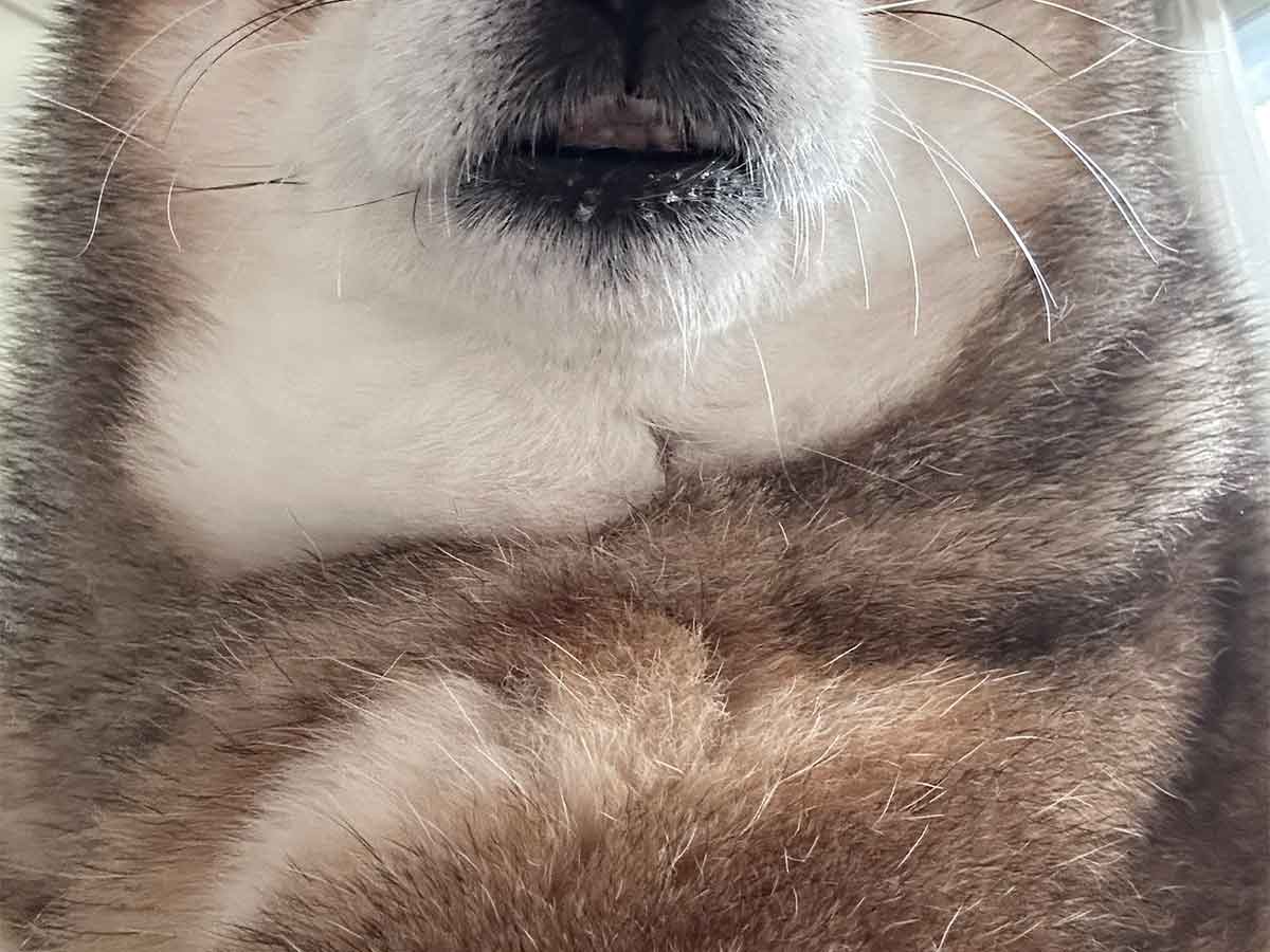 犬の写真