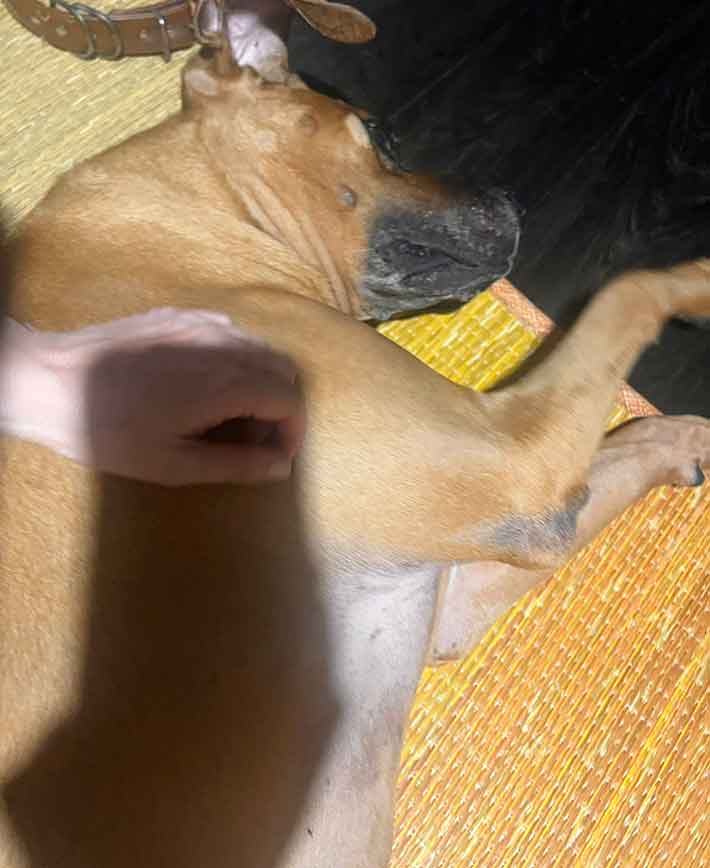 犬の写真