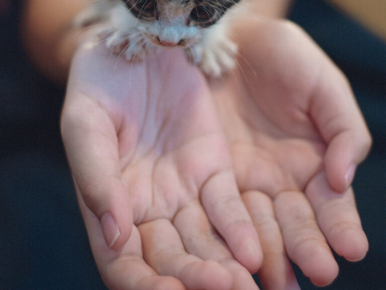 子猫の写真