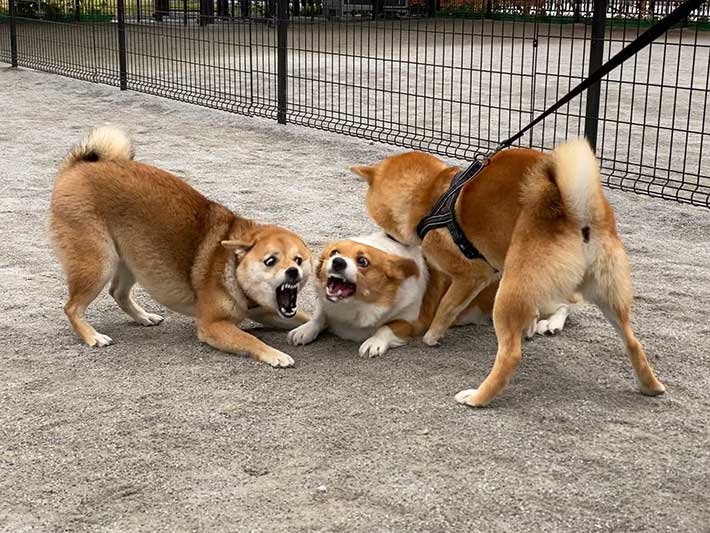 柴犬の写真